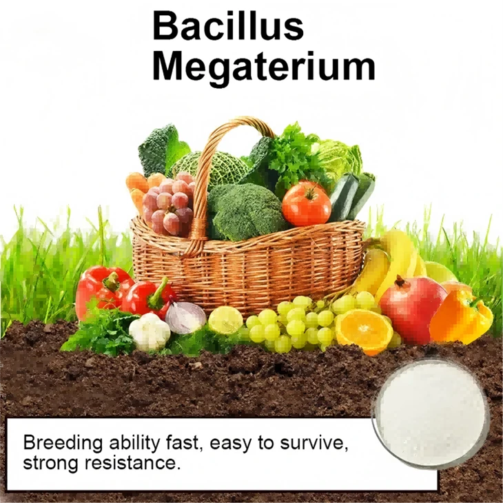 Bacillus Mucilaginosus Krassilnikov